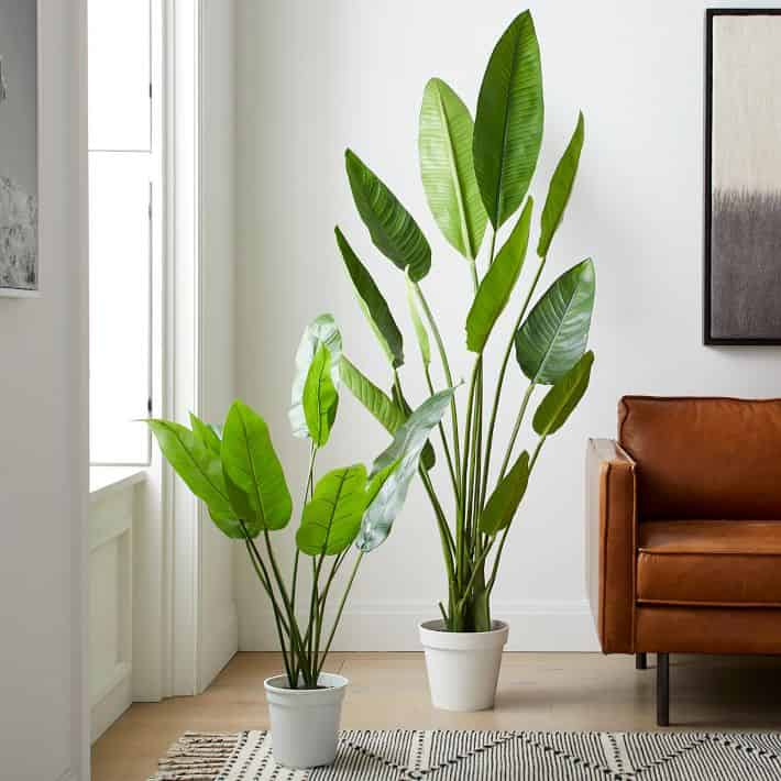 Modern Farmhouse Plants